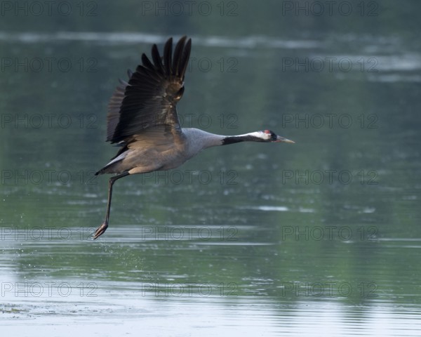 Crane (Grus grus) in flight over a lake, Lower Saxony, Germany