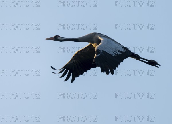 Crane (Grus grus) in flight, blue sky, Lower Saxony, Germany