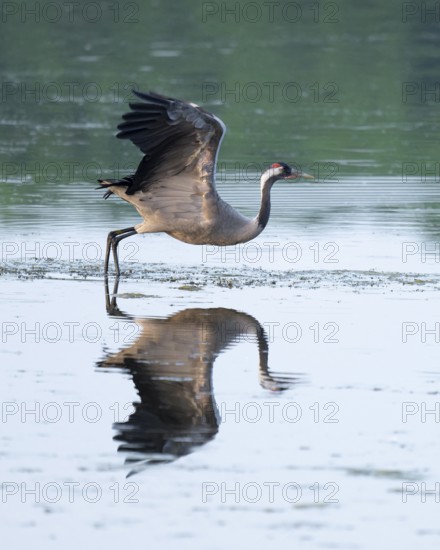 Crane (Grus grus) taking off to fly over a lake, reflection in the water, Lower Saxony, Germany