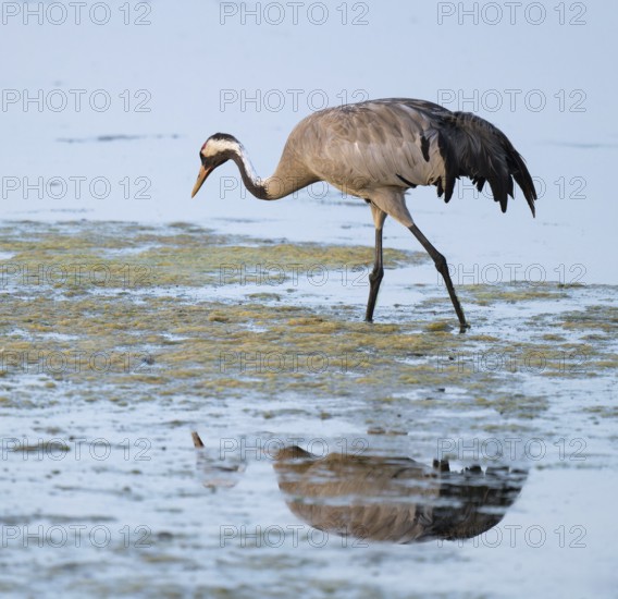 Crane (Grus grus) foraging in the shallow water zone of a lake, Lower Saxony, Germany