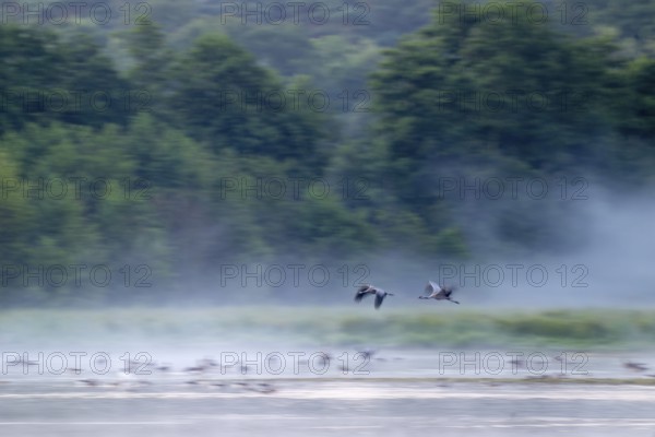 Cranes (Grus grus) in flight over a lake, morning fog, motion blur, long time exposure, pull-along, wiping effect, Lower Saxony, Germany