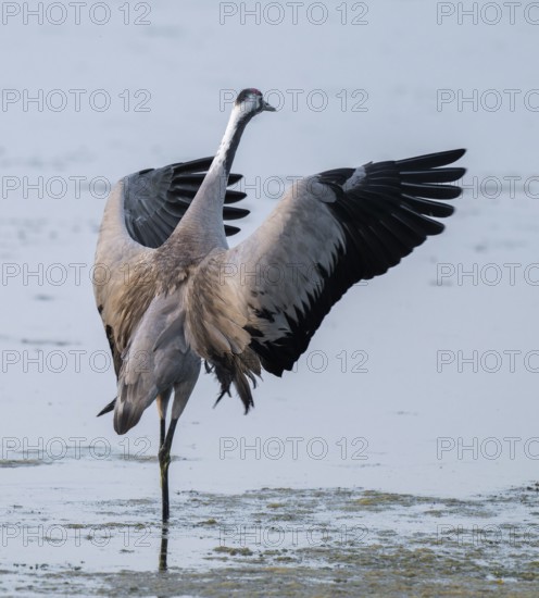 Crane (Grus grus) standing with open wings in the shallow water zone of a lake, Lower Saxony, Germany