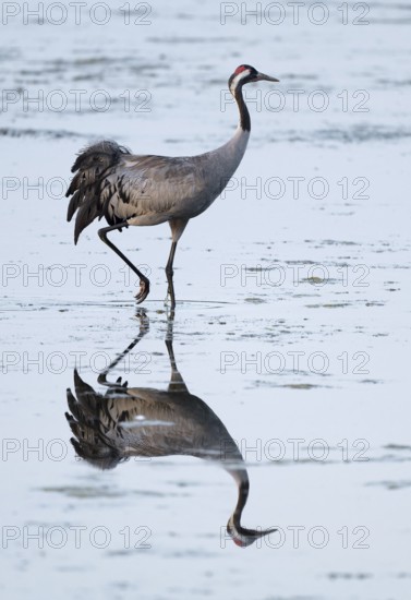 Crane (Grus grus) foraging in the shallow water zone of a lake, reflection in the water, Lower Saxony, Germany