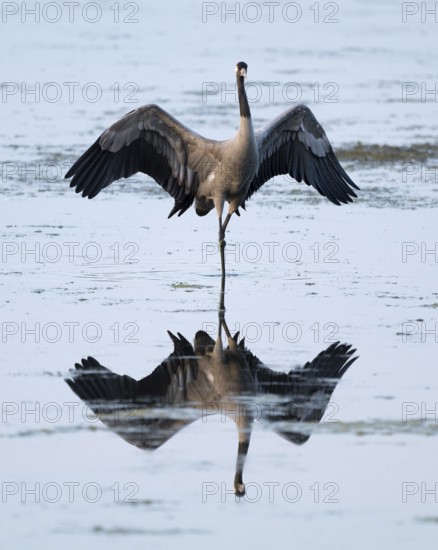 Crane (Grus grus) standing with open wings in the shallow water zone of a lake, reflection in the water, Lower Saxony, Germany