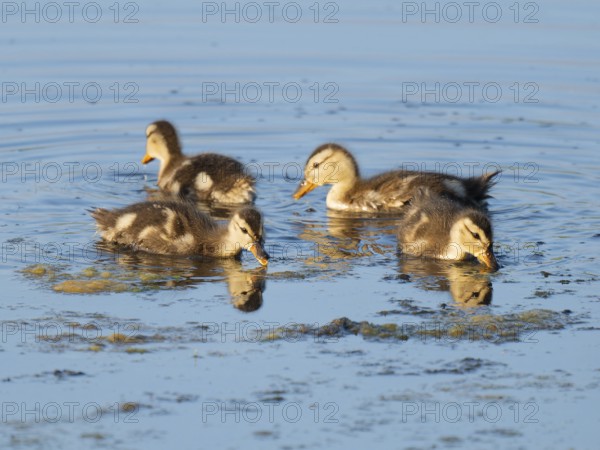 Mallard (Anas platyrhynchos), young birds foraging in the shallow water zone of a lake, blue water, Lower Saxony, Germany
