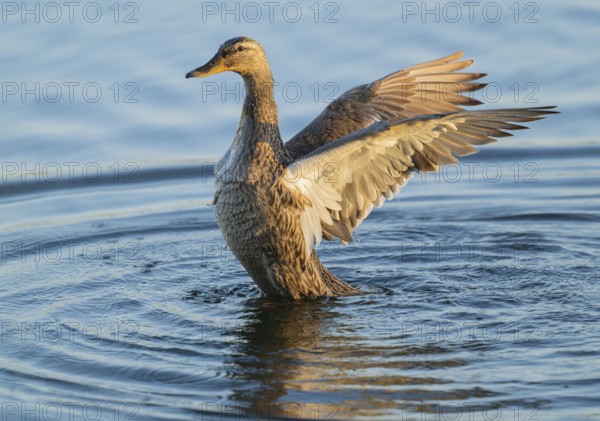 Mallard (Anas platyrhynchos), female, on a lake, flapping her wings, blue water, Lower Saxony, Germany