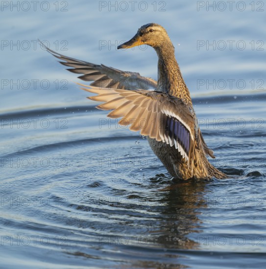 Mallard (Anas platyrhynchos), female, on a lake, flapping her wings, blue water, Lower Saxony, Germany