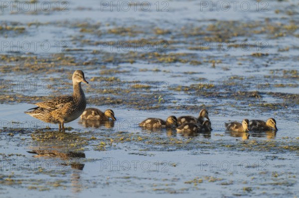 Mallard (Anas platyrhynchos), female, mother duck with chicks, young birds, foraging in the shallow water zone of a lake, Lower Saxony, Germany