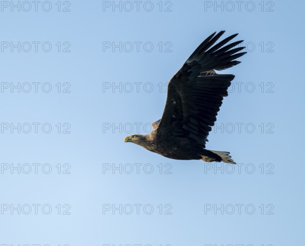 White-tailed eagle (Haliaeetus albicilla) in flight looking for food, blue sky, Lower Saxony, Germany