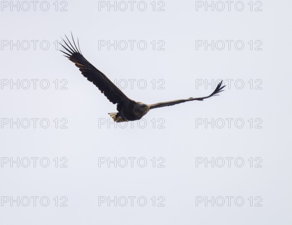 White-tailed eagle (Haliaeetus albicilla) in flight looking for food, Lower Saxony, Germany