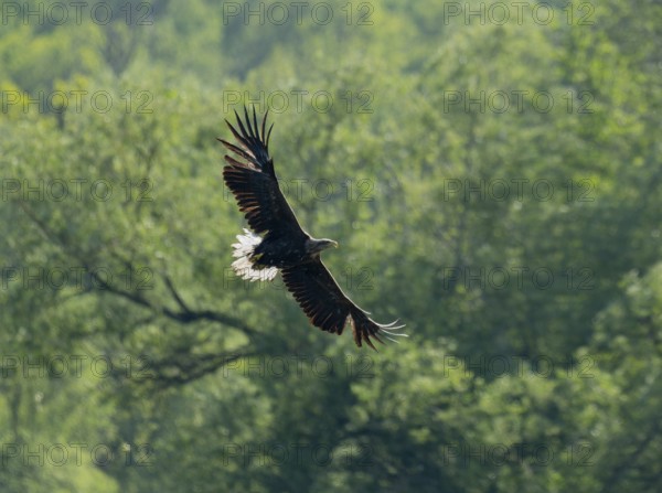 White-tailed eagle (Haliaeetus albicilla) in flight, looking for food, forest in the background, Lower Saxony, Germany