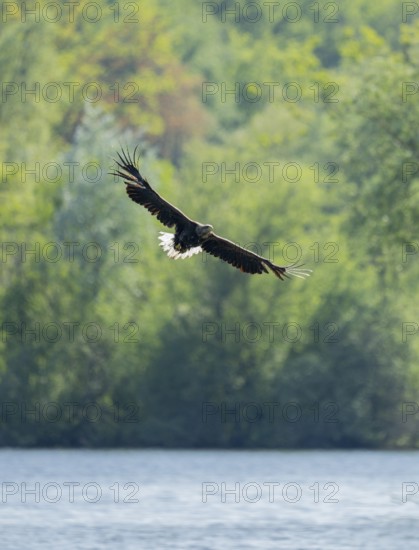 White-tailed eagle (Haliaeetus albicilla) in flight, foraging over a lake, Lower Saxony, Germany