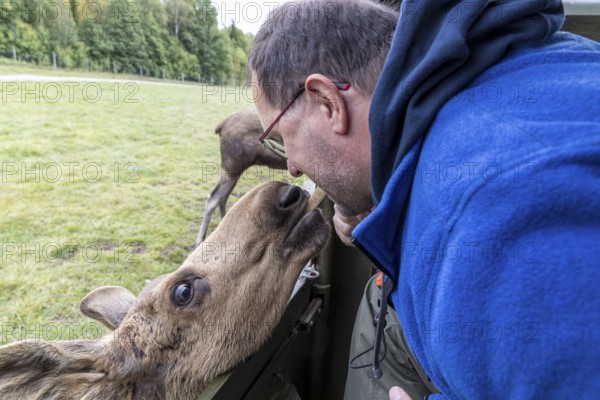 Feeding the moose (Alces alces), captive, moose safari in Virum Älkpark near Vimmerby, Kalmar län, Sweden