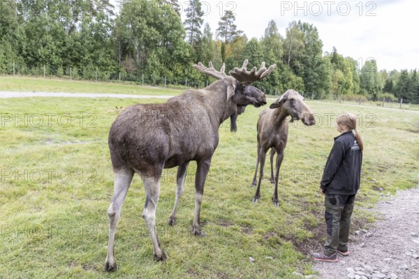 Moose (Alces alces) with animal keeper, captive, moose safari in Virum Älkpark near Vimmerby, Kalmar län, Sweden