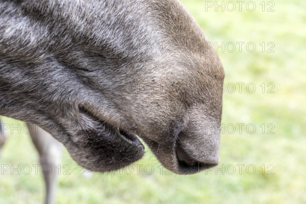 Mouth with overhanging upper lip is typical of the moose (Alces alces), captive, moose safari in Virum Älkpark near Vimmerby, Kalmar län, Sweden