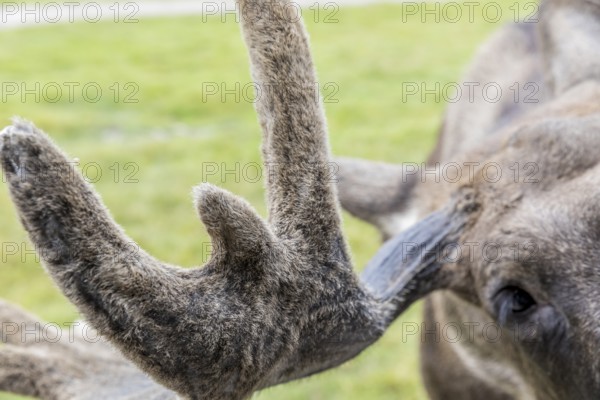 Hairy antlers of a moose (Alces alces), captive, moose safari in Virum Älkpark near Vimmerby, Kalmar län, Sweden