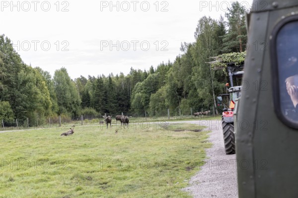 Moose (Alces alces), captive, moose safari in Virum Älkpark near Vimmerby, Kalmar län, Sweden