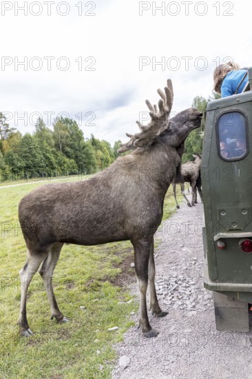 Feeding the moose (Alces alces), captive, moose safari in Virum Älkpark near Vimmerby, Kalmar län, Sweden