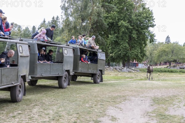 Tractor pulls several trailers with visitors sitting inside or on top of the roof, elk safari in Virum Älkpark near Vimmerby, Kalmar län, Sweden
