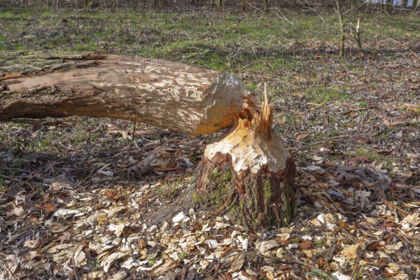 Bislicher Insel, nature reserve on the Rhine, Altrheinarm, near Xanten, Lower Rhine, Wesel district, one of the few floodplain landscapes in Germany, nibbled on trees by beavers in winter, in 2024 the beavers were resettled here, North Rhine-Westphalia, Germany