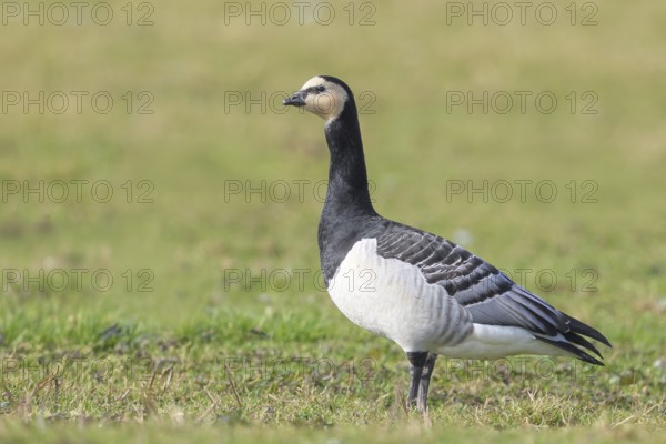 White-fronted goose or barnacle goose (Branta leucopsis), standing in a meadow in the wintering area, nature photography, wildlife, animals, bird, goose, nature reserve on the Rhine, old Rhine arm, near Xanten, Lower Rhine, Wesel district, one of the few floodplain landscapes in Germany, in winter over 20, 000 wild birds rest here, many Arctic goose species spend the winter, North Rhine-Westphalia, Germany