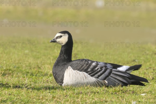 White-fronted goose or barnacle goose (Branta leucopsis), resting in a meadow in the wintering area, nature photography, wildlife, animals, bird, goose, nature reserve on the Rhine, old Rhine arm, near Xanten, Lower Rhine, Wesel district, one of the few floodplain landscapes in Germany, over 20, 000 wild birds rest here in winter, many Arctic goose species spend the winter, North Rhine-Westphalia, Germany