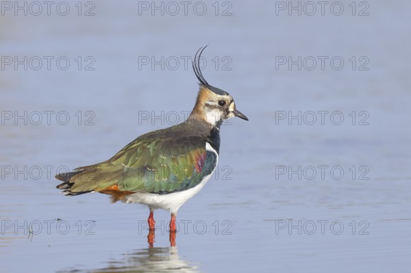 Lapwing (Vanellus vanellus), in splendid plumage, standing in shallow water, nature reserve on the Rhine, old Rhine arm, near Xanten, Lower Rhine, Wesel district, one of the few floodplain landscapes in Germany, in winter, wildlife, nature photography, birds, North Rhine-Westphalia, Germany