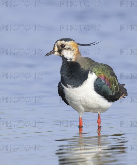 Lapwing (Vanellus vanellus), in splendid plumage, standing in shallow water, nature reserve on the Rhine, old Rhine arm, near Xanten, Lower Rhine, Wesel district, one of the few floodplain landscapes in Germany, in winter, wildlife, nature photography, birds, North Rhine-Westphalia, Germany