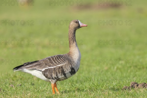 White-fronted goose (Anser albifrons), standing in a meadow in the wintering area, nature photography, wildlife, animals, bird, goose, nature reserve on the Rhine, old Rhine arm, near Xanten, Lower Rhine, Wesel district, one of the few floodplain landscapes in Germany, in winter over 20, 000 wild birds rest here, many Arctic goose species spend the winter, North Rhine-Westphalia, Germany