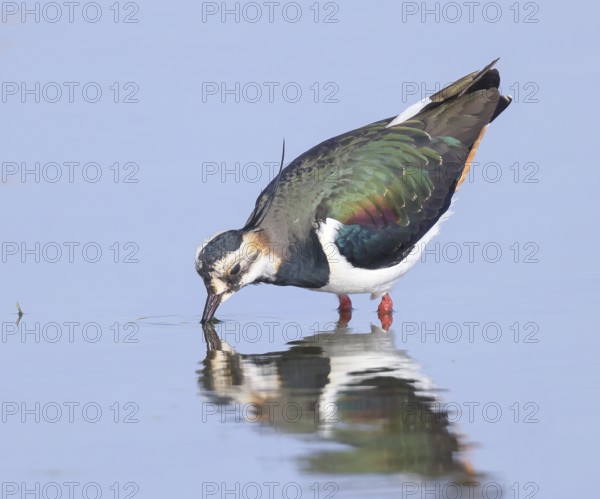 Lapwing (Vanellus vanellus), splendid plumage, drinking water, nature reserve on the Rhine, old Rhine arm, near Xanten, Lower Rhine, Wesel district, one of the few floodplain landscapes in Germany, in winter, wildlife, nature photography, birds, North Rhine-Westphalia, Germany