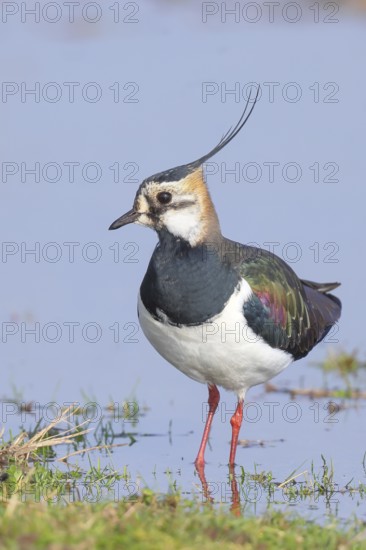 Lapwing (Vanellus vanellus), in splendid plumage, foraging on a bank, nature reserve on the Rhine, old Rhine arm, near Xanten, Lower Rhine, Wesel district, one of the few floodplain landscapes in Germany, in winter, wildlife, nature photography, birds, North Rhine-Westphalia, Germany