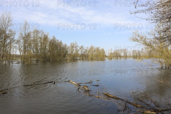 Bislicher Insel, in winter, floods in the floodplains due to Rhine flooding, nature reserve on the Rhine, Altrheinarm, near Xanten, Lower Rhine, Wesel district, one of the few floodplain landscapes in Germany, in winter over 20, 000 wild birds, many arctic geese species pause and hibernate here, North Rhine-Westphalia, Germany