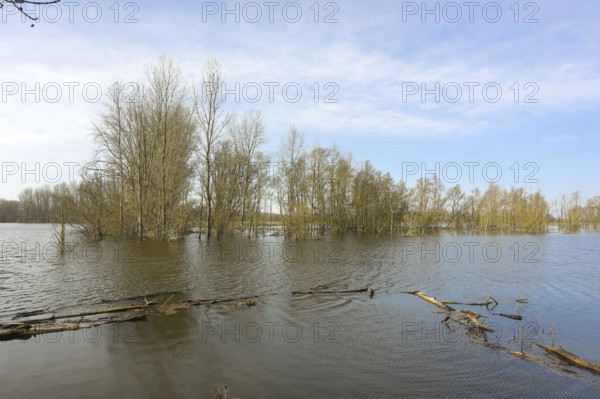 Bislicher Insel, in winter, floods in the floodplains due to Rhine flooding, nature reserve on the Rhine, Altrheinarm, near Xanten, Lower Rhine, Wesel district, one of the few floodplain landscapes in Germany, in winter over 20, 000 wild birds, many arctic geese species hibernate here, North Rhine-Westphalia, Germany
