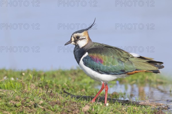 Lapwing (Vanellus vanellus), in splendid plumage, foraging on a bank, nature reserve on the Rhine, old Rhine arm, near Xanten, Lower Rhine, Wesel district, one of the few floodplain landscapes in Germany, in winter, wildlife, nature photography, birds, North Rhine-Westphalia, Germany