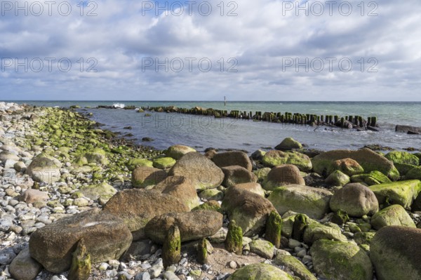 Wooden groves and boulders on Gakower Ufer, Sassnitz, Jasmund National Park, Rügen, island, Baltic Sea, Mecklenburg-Western Pomerania, Germany