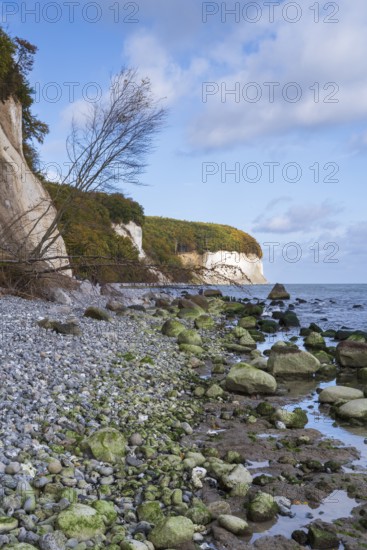 Chalk coast, cliffs, stones on the shore, dead tree, Jasmund National Park, Sassnitz, Rügen, island, Baltic Sea, Mecklenburg-Western Pomerania, Germany
