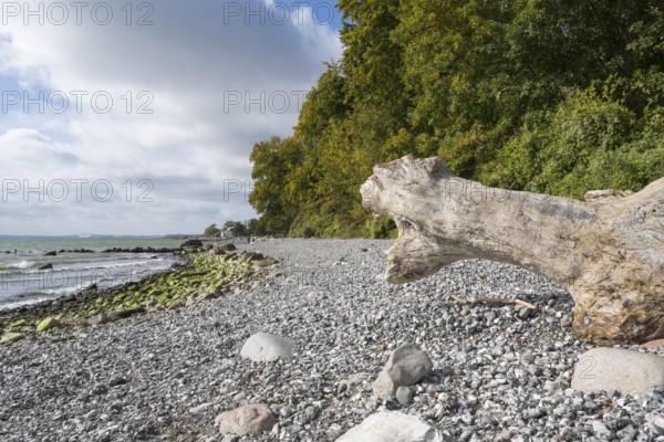 Tree trunk on the coast, stones on the shore, Jasmund National Park, Sassnitz, Rügen, island, Baltic Sea, Mecklenburg-Western Pomerania, Germany