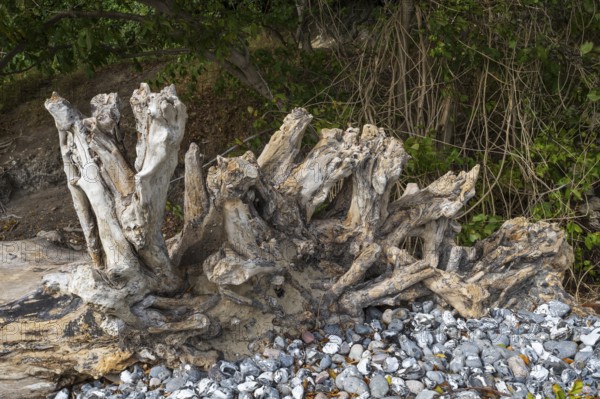 Tree roots on Gakower Ufer, dead wood, Sassnitz, Jasmund National Park, Rügen, island, Baltic Sea, Mecklenburg-Western Pomerania, Germany