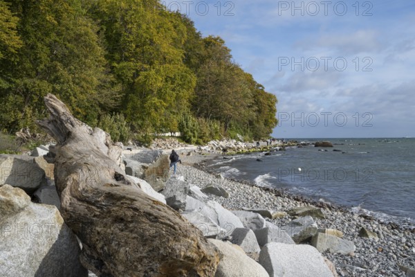 Coast near Sassnitz, tree trunk and stones on the shore, Jasmund National Park, Rügen, island, Baltic Sea, Mecklenburg-Western Pomerania, Germany