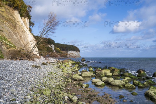 Chalk coast, cliffs, stones on the shore, dead tree, Jasmund National Park, Sassnitz, Rügen, island, Baltic Sea, Mecklenburg-Western Pomerania, Germany