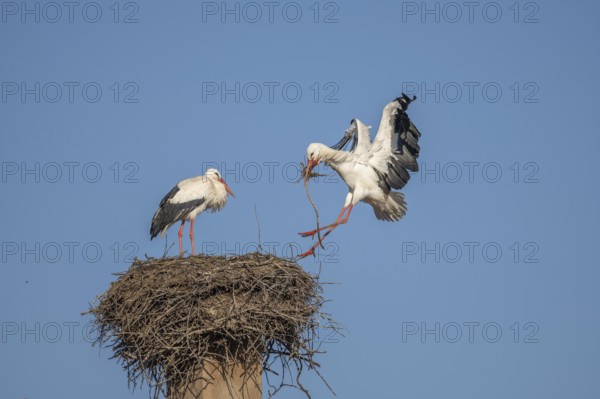 Two white storks (ciconia ciconia) can be seen in a tree. One is on the nest while the other arrives flying. It is spring and the sky is blue. Lower Rhine, Alsace, France