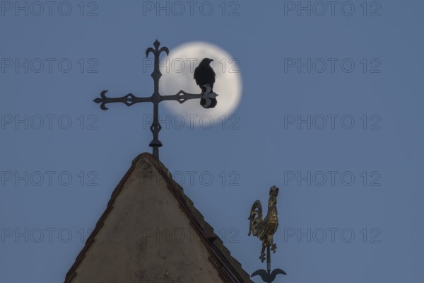 Corvus corone Corvus corone sits on a cross above the roof. The full moon shines in the sky behind him. It is night and the landscape is clear. Lower Rhine, Alsace, France