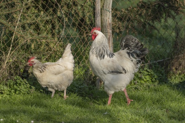 Three chicks are running in a green field. A white and a black rooster move in front of the others. The sun is shining and the animals are exploring their surroundings. Bas rhin, Alsace, France