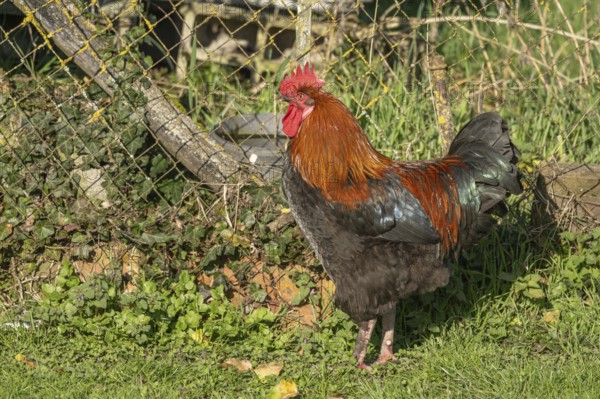 Cock is standing in the field. The morning sun gives its plumage a wonderful light. He observes his surroundings very closely. Bas rhin, Alsace, France