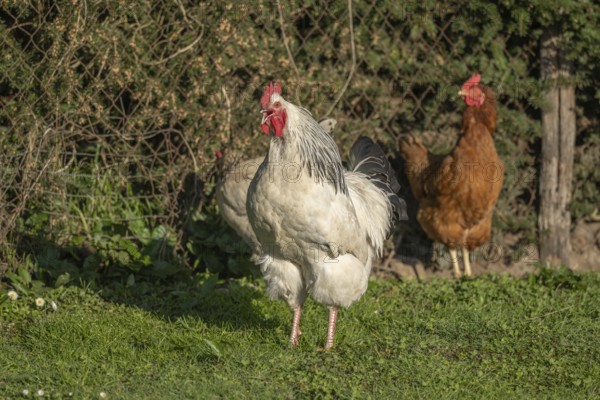 Roosters and Chickens Roam in Field on Farm The ground is green and covered with grass. It is a lovely day in spring. Bas rhin, Alsace, France