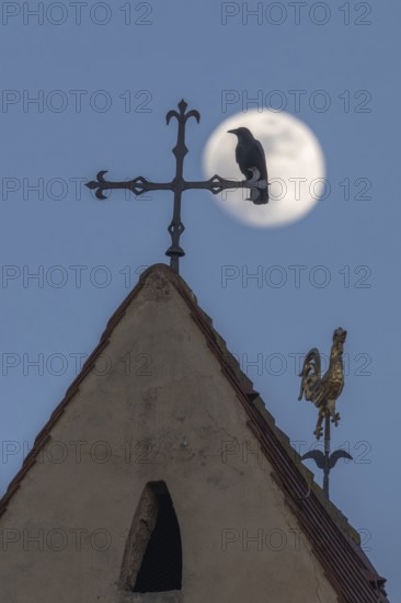 Corvus corone Corvus corone sits on a cross above the roof. The full moon shines in the sky behind him. It is night and the landscape is clear. Lower Rhine, Alsace, France