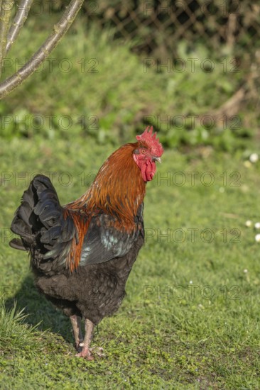 Cock is standing in the field. The morning sun gives its plumage a wonderful light. He observes his surroundings very closely. Bas rhin, Alsace, France