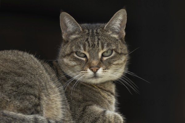 A gray cat is lying on a piece of furniture. He's looking straight ahead. The light is dimmed and the atmosphere is intimate. The animal appears relaxed and alert. Bas rhin, Alsace, France