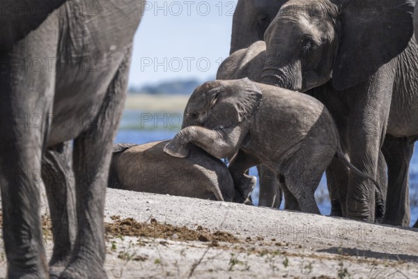 Baby elephant (Loxodonta africana) crawling onto another young elephant surrounded by the elephant herd. Chobe National Park, Botswana