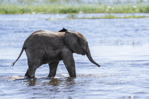 Baby elephant (Loxodonta africana) wading through shallow water of the Chobe River. Chobe National Park, Botswana